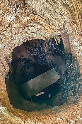 Wnętrze dębu Józef z kryjówką braci Chymi.