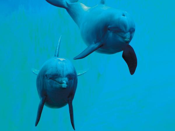 Dopiero niedawno uczeni potwierdzili, że delfiny robią „to”, bo lubią.