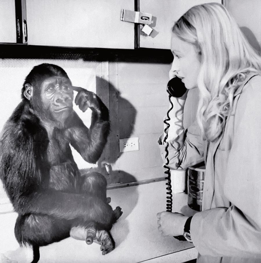 Dr Francine Patterson z gorylicą Koko, z którą można było porozumiewać się w języku migowym.