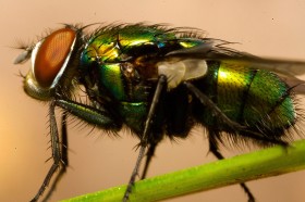 Trzeba przyjrzeć się dokładniej? Inny obiektyw i cały kadr wypełnia nowy bohater, a znany trawnik staje się pojedynczymi źdźbłami trawy.