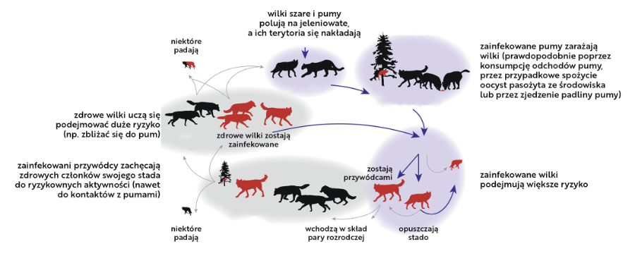 Jak toksoplazmoza wpływa na zachowanie wilków.