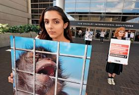 Miliony szczurów, myszy, królików, świnek morskich, psów, kotów i małp, z naczelnymi włącznie, poddawane są niezliczonym eksperymentom.