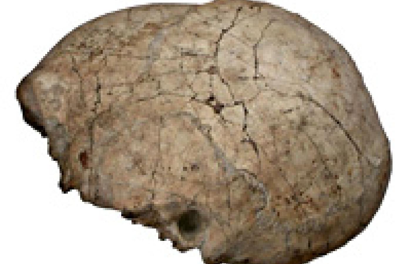 Znaleziona czaszka Homo erectus. Fot. F. Spoor, Nature.
