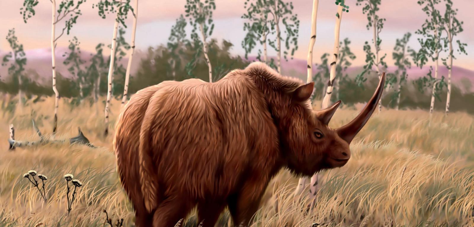 Nosorożec włochaty zamieszkiwał tundry Europy i Azji podczas epoki lodowcowej. Wymarł ok. 10 tys. lat temu. Jego najbliższym żyjącym kuzynem jest nosorożec sumatrzański.