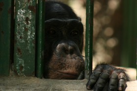 W przyszłości małpy należące do naczelnych będą miały prawa niemal takie, jak ludzie.