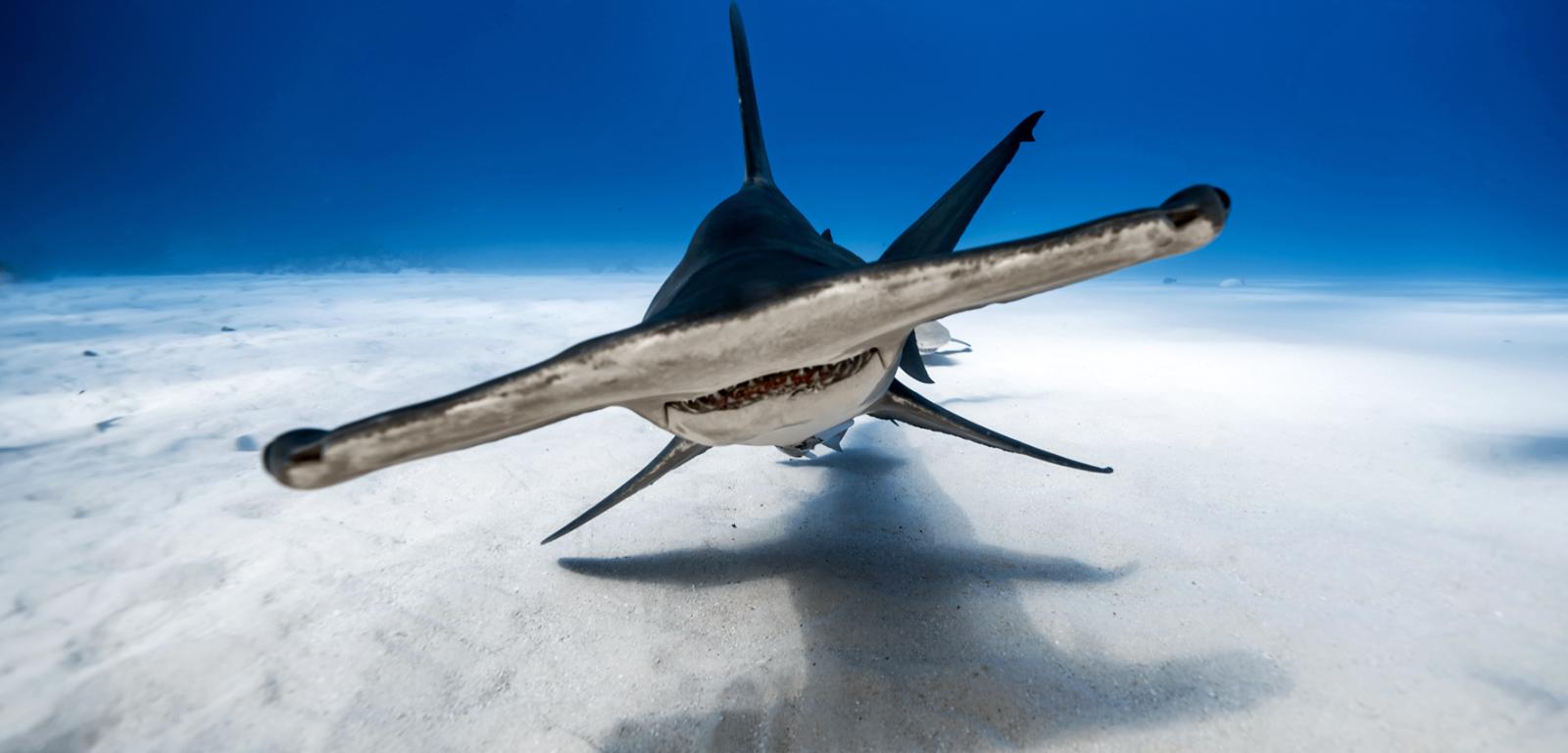 Głowomłot olbrzymi – jeden z rekinów, którym przypisywane są ataki na człowieka.