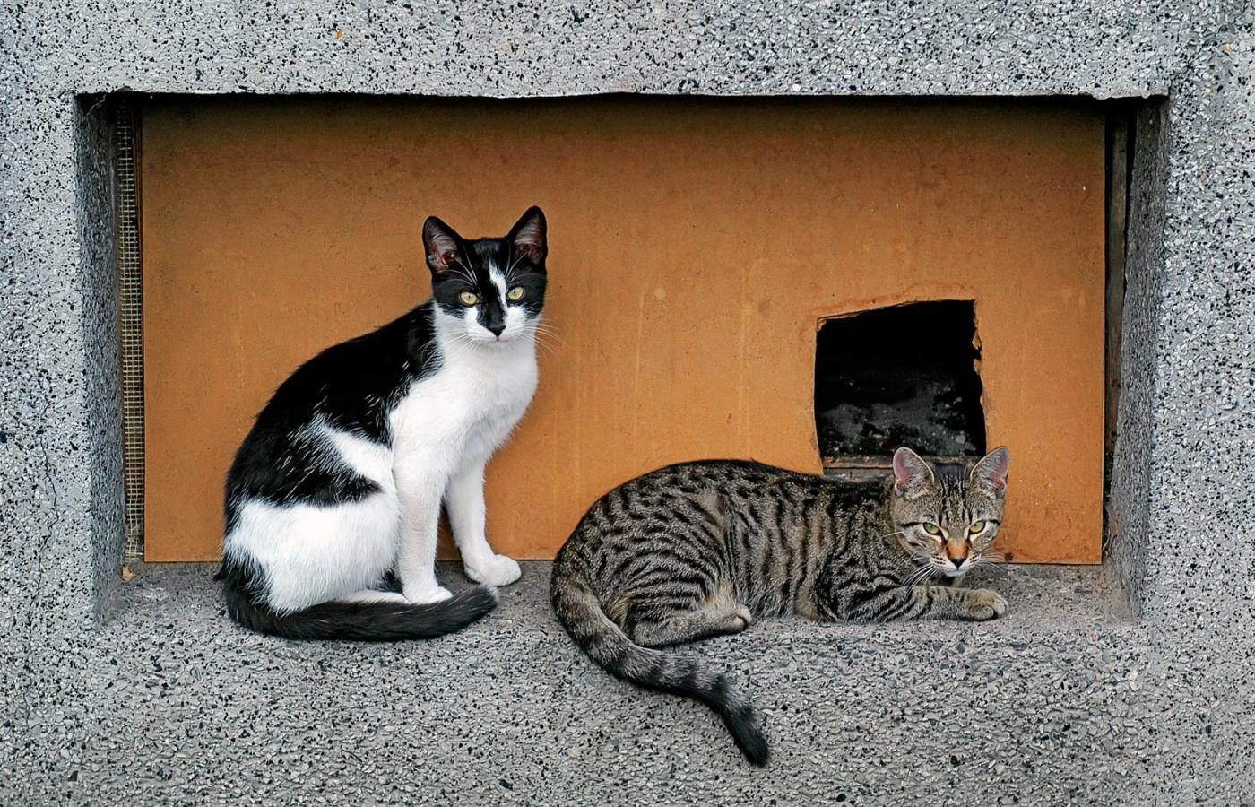 Jednym z punktów programu Dni Pamięci Lecha Kaczyńskiego miała być Pierwsza Międzynarodowa Wystawa Kotów Nierasowych „Sierściel bez granic”.