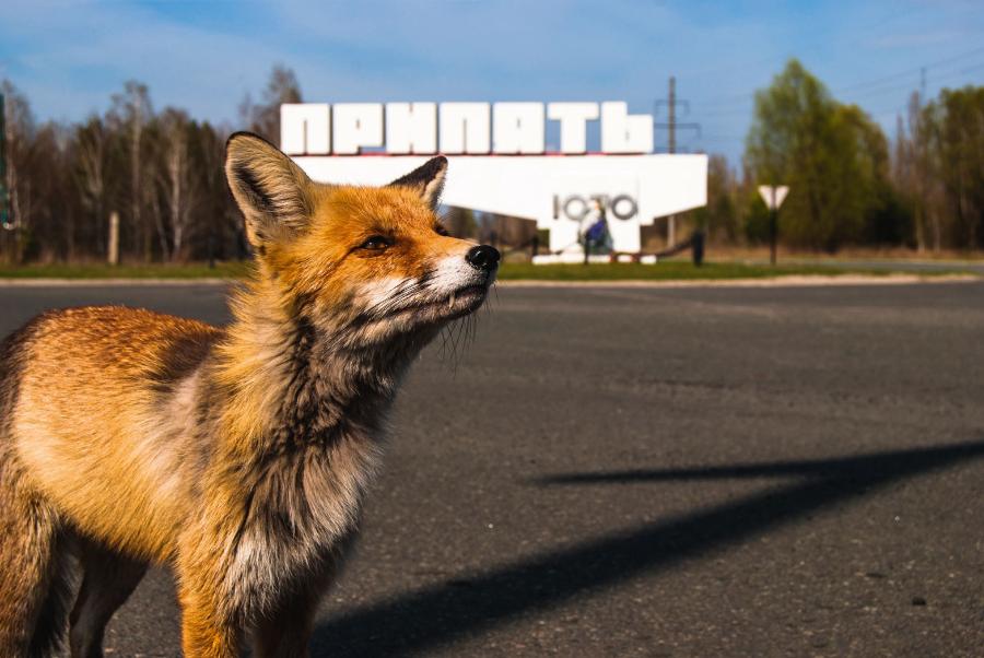 Jeden ze zwierzęcych symboli Czarnobylskiej Strefy Wykluczenia – lis Siemien.