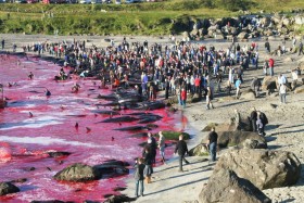 Farerowie zaganiają do brzegu poszarpane od harpunów, lecz jeszcze żywe walenie. Wykorzystują elementarną cechę grindwali – lojalność. Zdrowe grindwale płyną za okaleczonymi towarzyszami do zatoki, gdzie ostatecznie zostaną zarżnięte.