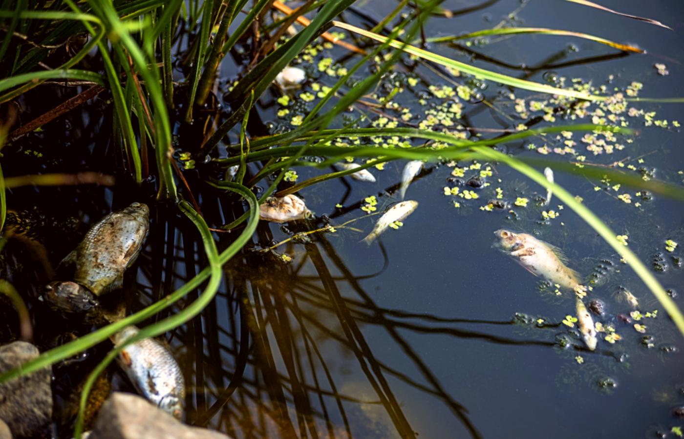 Katastrofa ekologiczna na Odrze. Wiele ton martwych ryb zalega na brzegach rzeki.