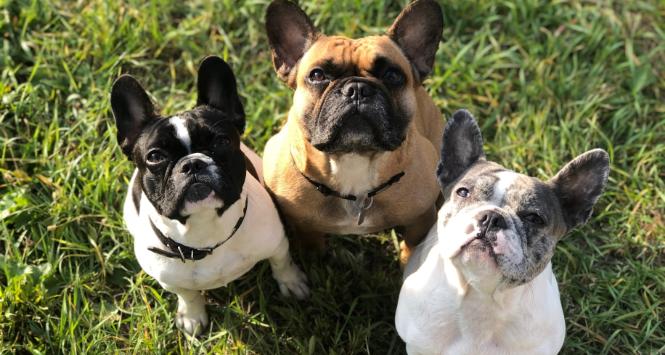 Buldog francuski to jedna z najmodniejszych ras psów.