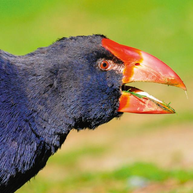 Takahe mają masywne dzioby pomagające im rozdrabniać rośliny – ich główne źródło pokarmu.