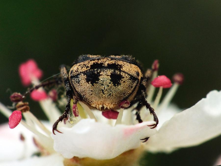 Rysunkiem „twarzy” na dwóch ostatnich płytkach odwłokowych epatują samce chrząszczy koślawek (krzywonóg półskrzydlak, Valgus hemipterus), wystawiające swoją tylną część w trakcie żerowania na kwiatach. Ciągle nie wiadomo, kto jest adresatem tego przekazu.