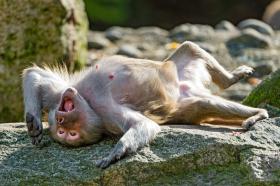 Międzynarodowej grupie badaczy udało się wykazać, że szympansy i orangutany zdają test fałszywych przekonań.