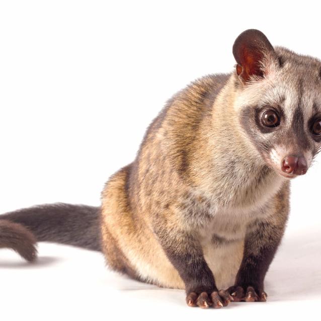 Łaskun palmowy (Paradoxurus hermaphroditus), „producent” najdroższej kawy świata.