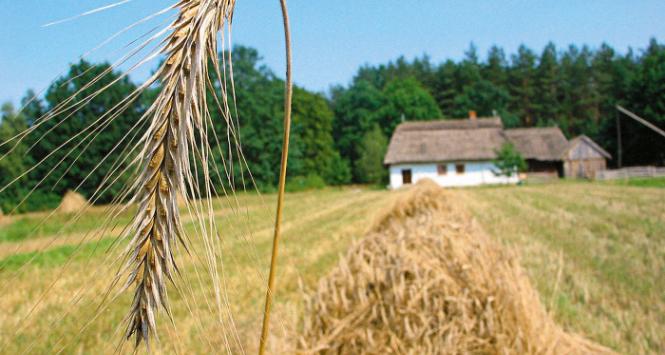 Rolnicy tylko z nazwy, którzy żywność kupują w marketach, na drożyznę narzekają coraz bardziej. Bolą ich ceny, tyle że nie w skupie, ale w sklepie.