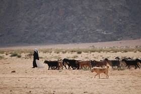 Jordańczycy są ludźmi pustyni, pasterzami kóz i wielbłądów