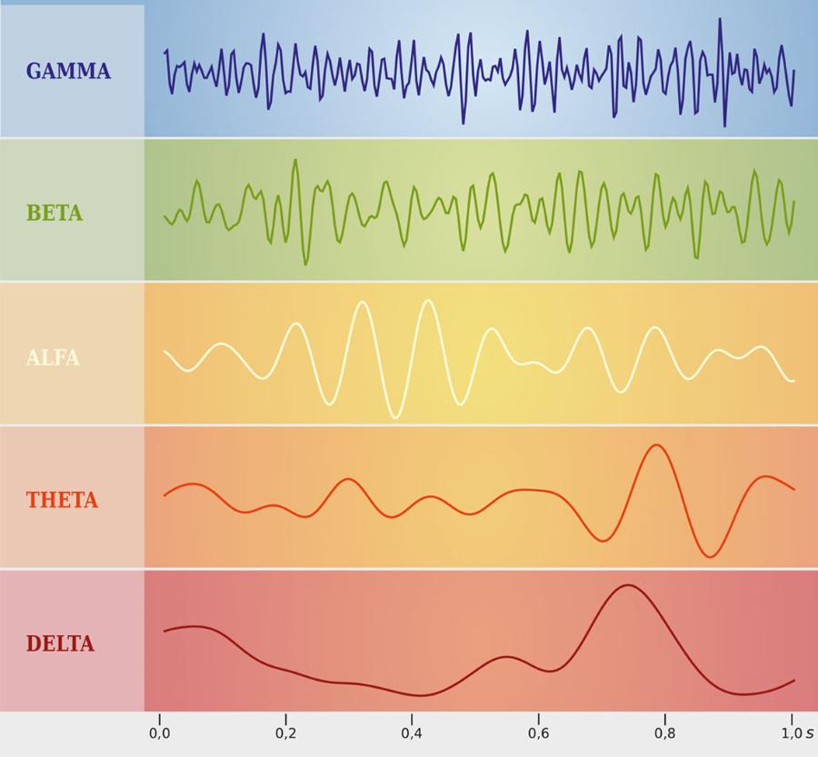 Poszczególne fale mózgowe mają charakterystyczne częstotliwości.