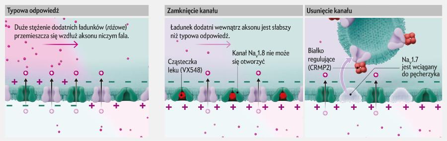 Dwa kanały, dwie możliwości łagodzenia bólu
Otwarte kanały sodowe umożliwiają napływanie do komórki dużych ilości dodatnio naładowanych jonów. Kanały nieustannie otwierają się i zamykają. Nowy lek o nazwie VX548 wiąże się z kanałami NaV1.8 w pozycji zamkniętej, redukując liczbę jonów sodowych wnikających do komórek. Firma Vertex, będąca producentem tego leku, przeprowadziła badania kliniczne, które wykazały, że to prowadzi do złagodzenia bólu. Z kolei firma Regulonix koncentruje się na kanałach NaV1.7. Produkowany przez nią związek wpływa na białko regulujące pracę NaV1.7. Zablokowanie tego białka oznacza usunięcie wielu kanałów z błony komórkowej, co osłabia sygnał związany z bólem.