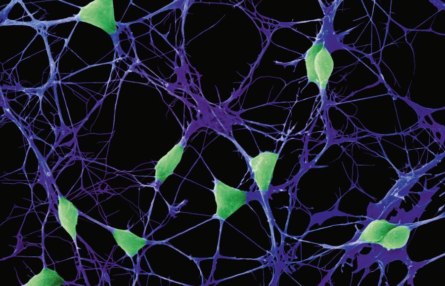 Hodowla neuronów z kory mózgowej. Czy uda się nam stworzyć coś tak doskonałego jak ludzki mózg?