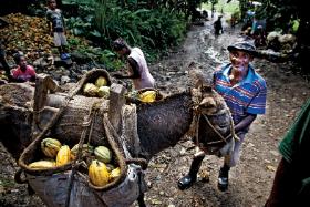 Kosze z owocami rolnicy donoszą na głowach lub wykorzystując osły.