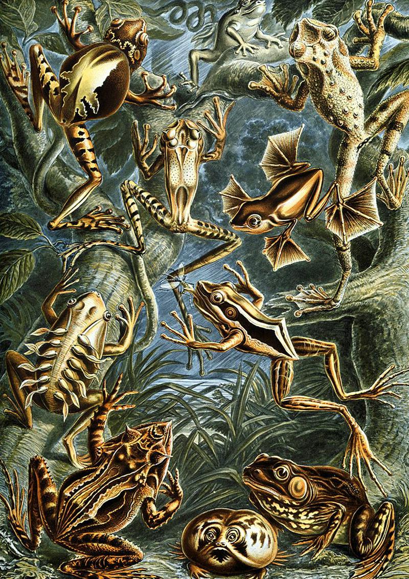 Batrachia. Ilustracja z książki Ernsta Haeckela „Kunstformen der Natur”.