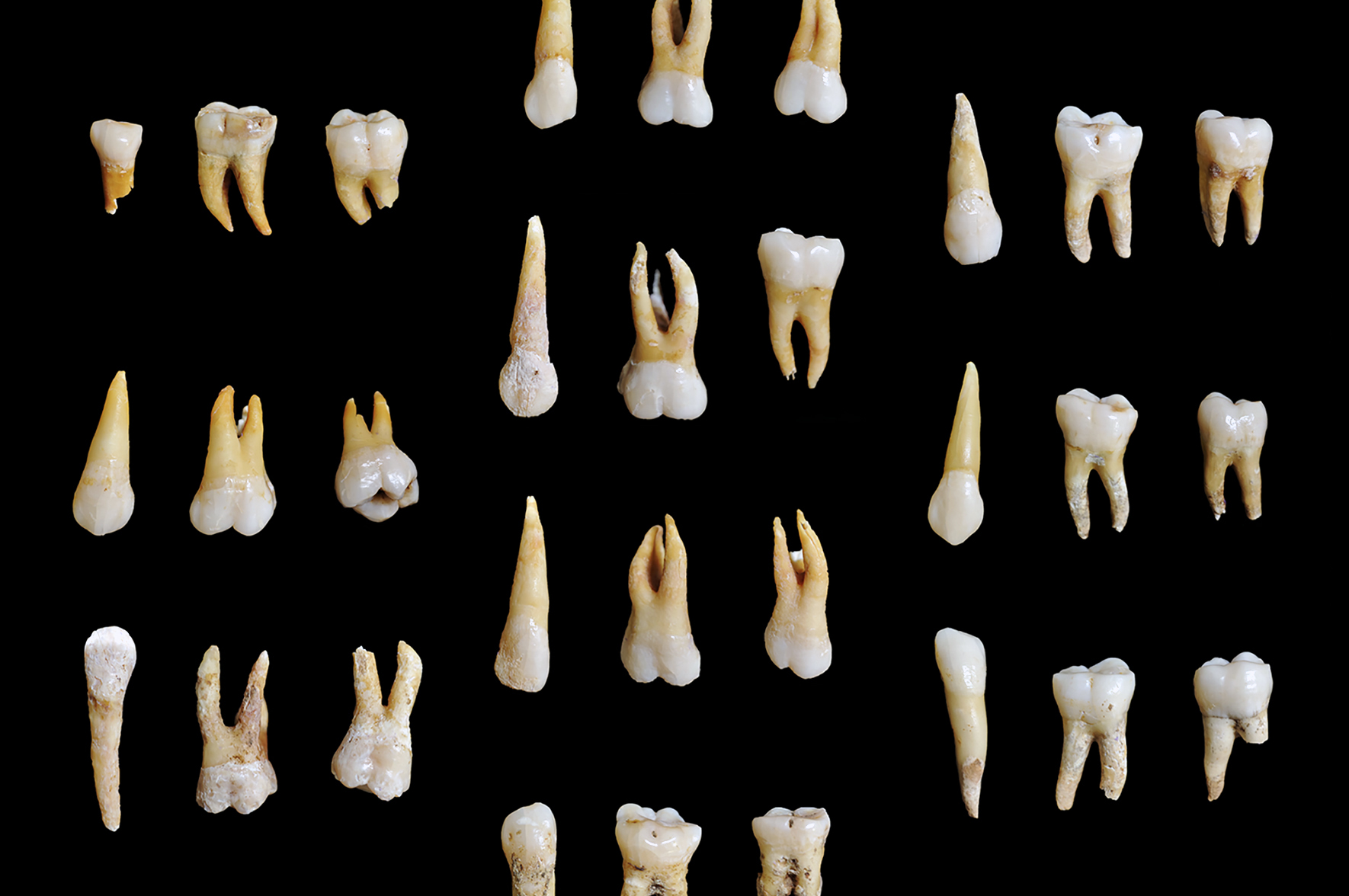 Zęby to czarne skrzynki życia. Teraz przyniosły wiedzę o ludziach z epoki żelaza