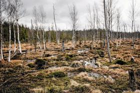 Torfowisko pod Zieleńcem – naturalny zbiornik retencyjny.