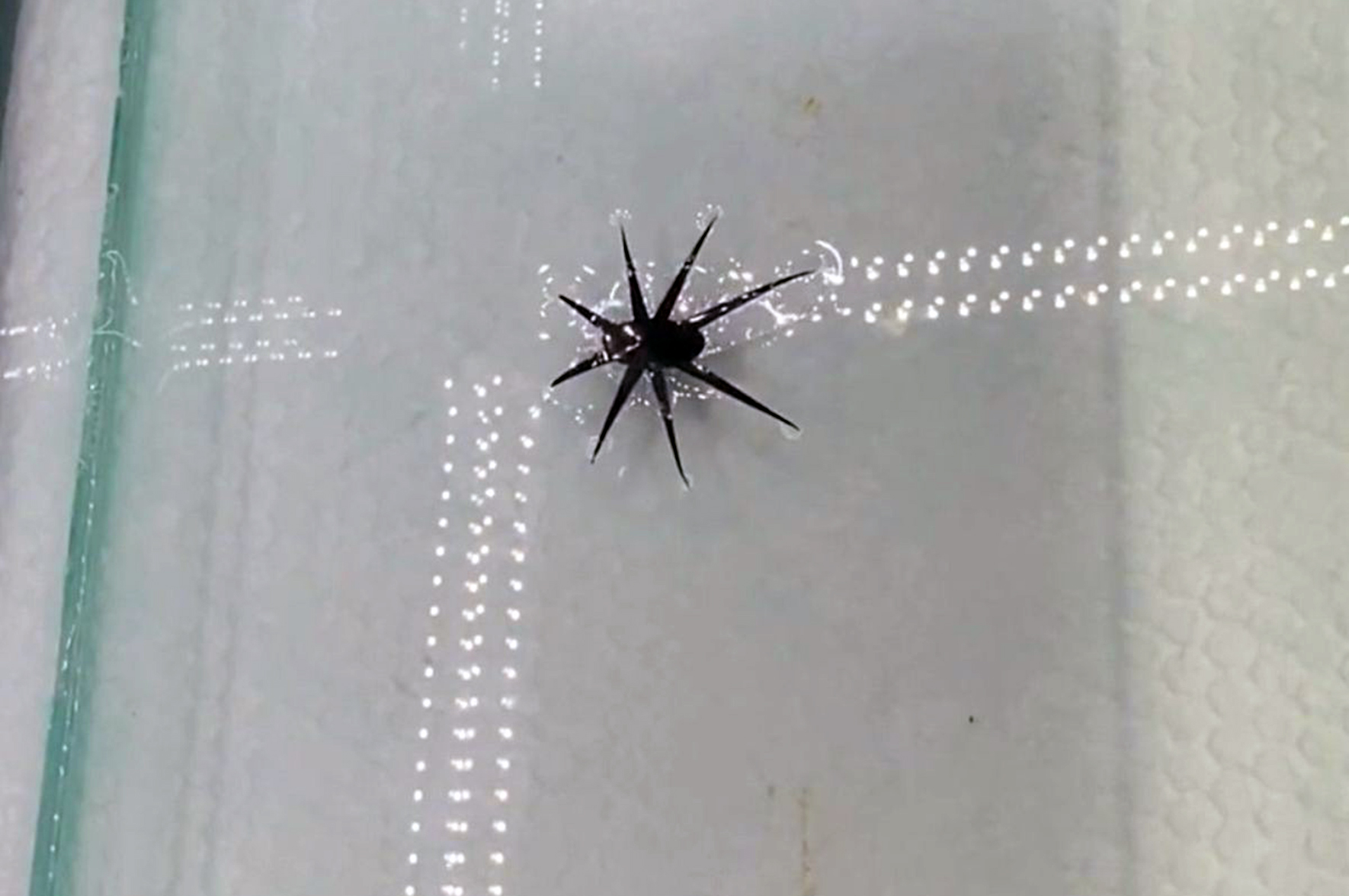 Plama, która chodzi po wodzie i sprawdzi jej jakość