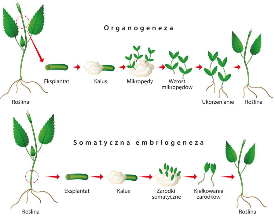 Somatyczna embriogeneza i ­organogeneza pośrednia. Zarodki somatyczne i mikropędy tworzą się tu na kalusie, a nie bezpośrednio na eksplantacie.