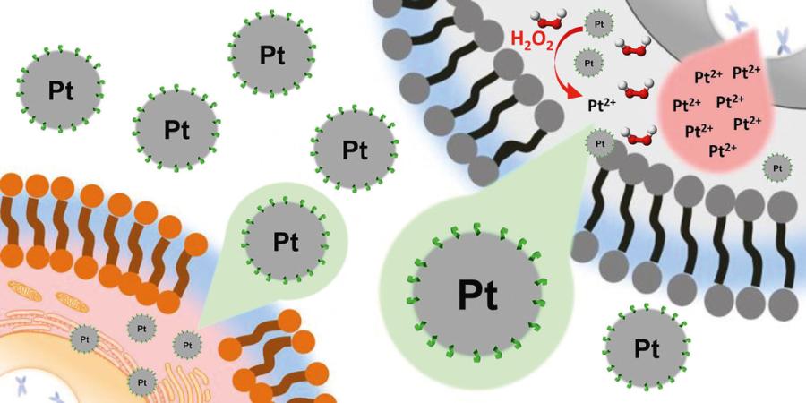 Odpowiednio zmodyfikowane nanocząstki platyny nie szkodzą zdrowym tkankom. W komórkach nowotworowych ulegają utlenieniu do toksycznych jonów (Pt2+), które upośledzają funkcjonowanie komórek.