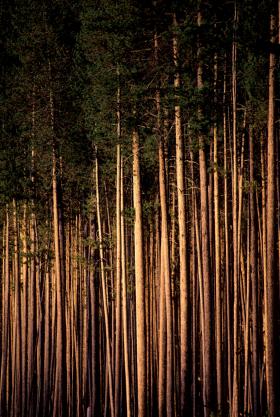 Potrzebne będzie nam tzw. „drewno energetyczne”. Dużo drewna.