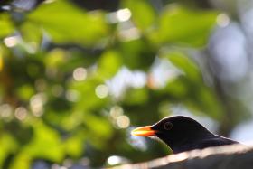 We francuskich badaniach dwa razy więcej dzieci rozpoznało tukana, którego we Francji trudno zobaczyć nawet w zoo, niż kosa – charakterystycznego ptaka pospolitego w całej Europie.