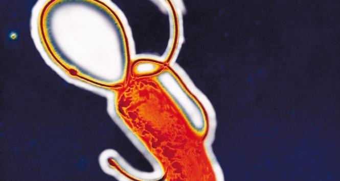 Helicobacter pylori