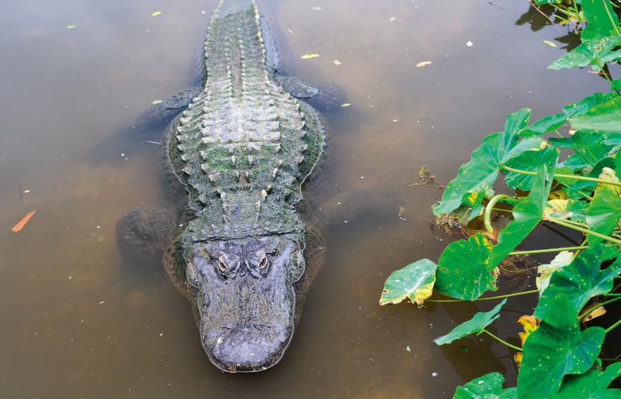 Aligatory charakteryzują się szerokimi szczękami. Na zdj. aligator missisipijski.