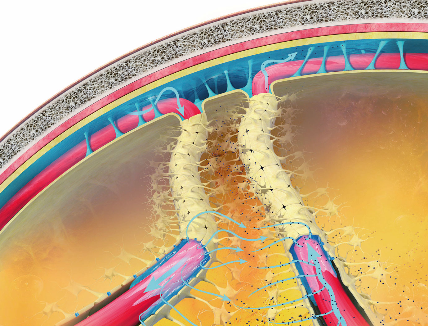 Zagadkowe naczynia w mózgu
