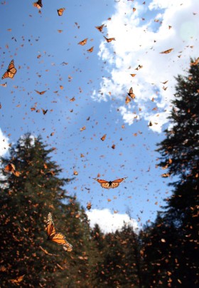 Motyle Monarcha. Jedne z niewielu owadów wędrownych. Zasiedlaja głównie Amerykę. Poza tym Hawaje, Australię i Nową Zelandię. Zimują w Kalifornii i Meksyku. Miliony motyli opadają na nieduży obszar lasu, zmieniając jego kolor z zielonego na pomarańczowy.