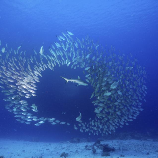 Połowy w Mikronezji