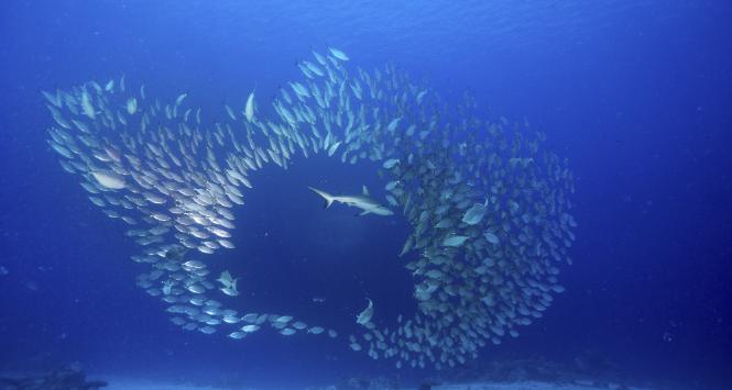 Połowy w Mikronezji