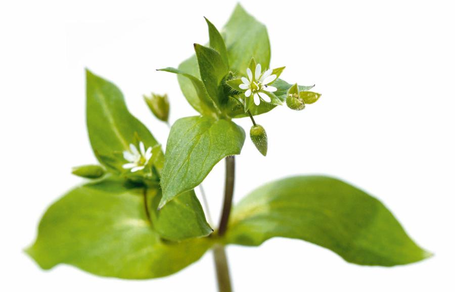 Gwiazdnica to jedno z siedmiu ziół spożywanych w Japonii z okazji Nowego Roku.