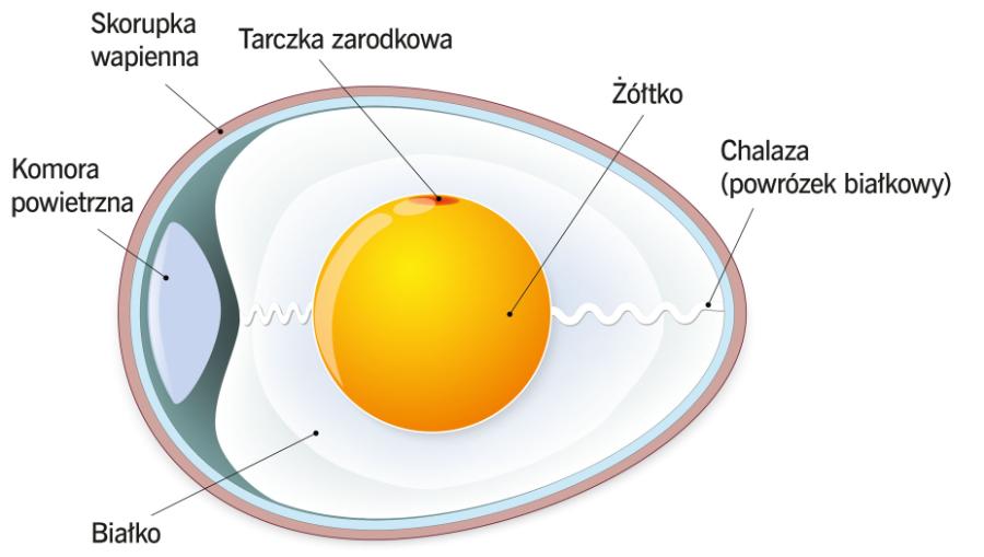 Budowa jajka kurzego.