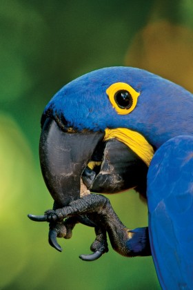 Hitami czarnego rynku są ary, (na zdj. ara hiacyntowa).