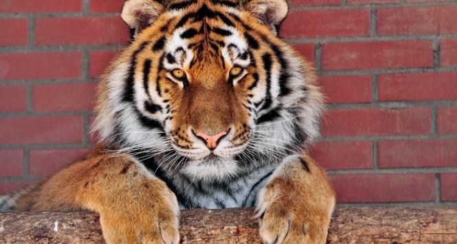 Sprawa pieniędzy, które pobierają za publikację „drapieżne” czasopisma, tak eksponowana przez Mikołuszkę, wcale nie jest oczywista.