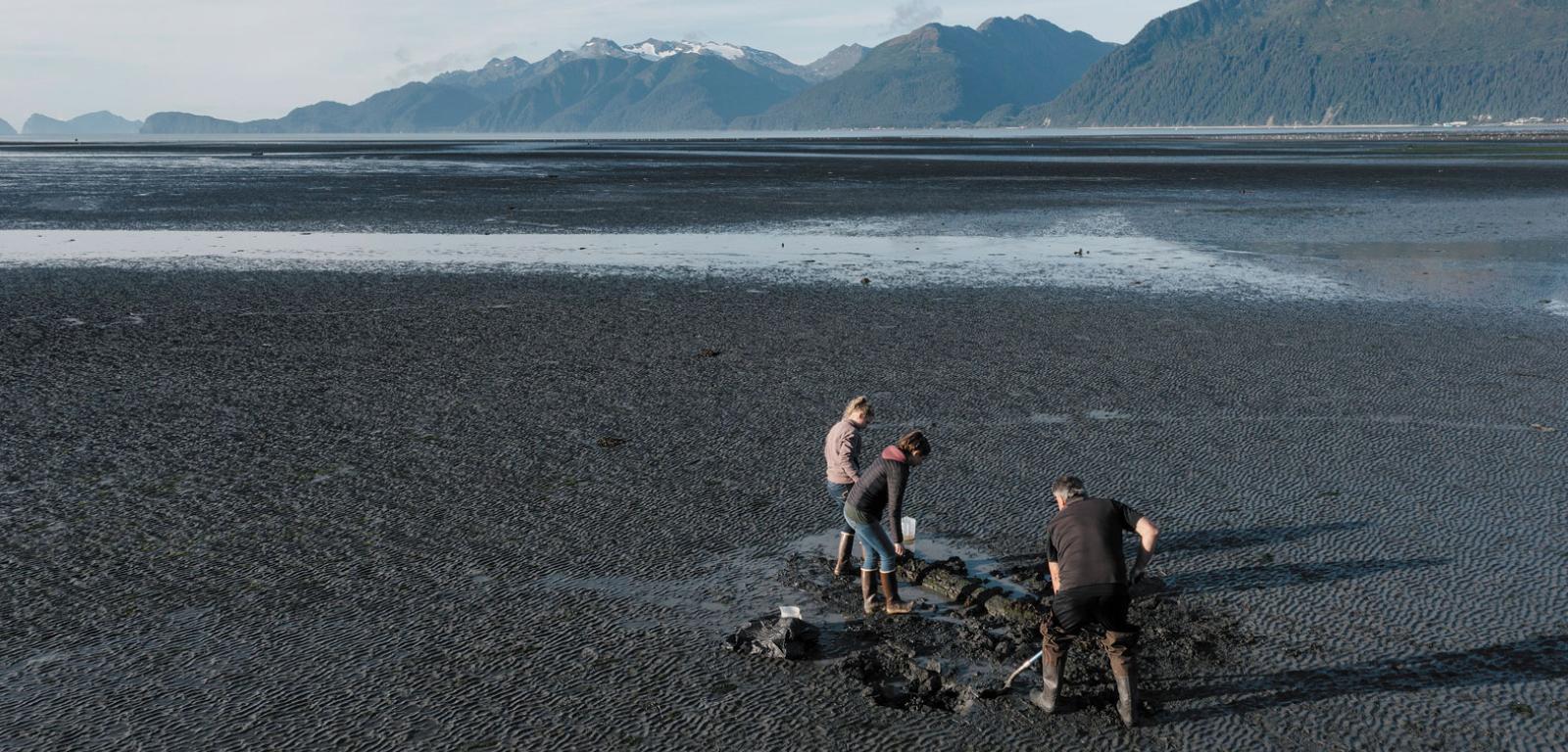 Naukowcy z Alutiiq Pride Marine Institute – Annette Jarosz, Maile Branson i Jeff Hetrick – podczas odpływu wykopują małże w pobliżu wioski Seward. Zabiorą je do laboratorium, aby poddać testom na obecność toksyn wyprodukowanych przez glony.