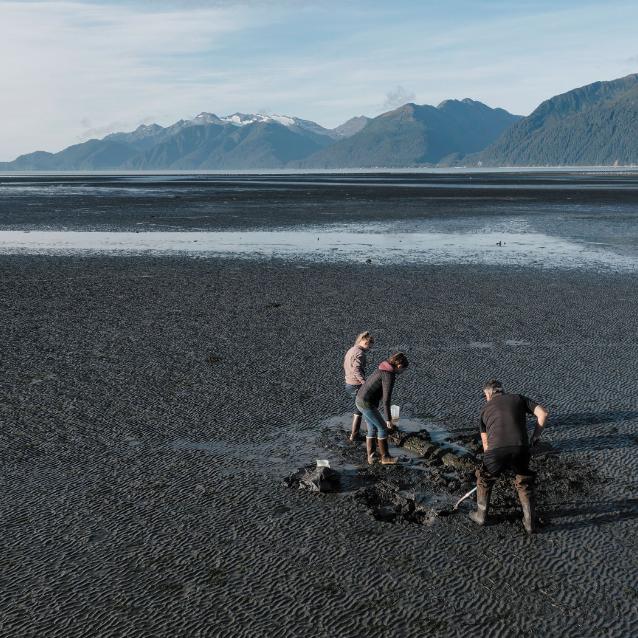 Naukowcy z Alutiiq Pride Marine Institute – Annette Jarosz, Maile Branson i Jeff Hetrick – podczas odpływu wykopują małże w pobliżu wioski Seward. Zabiorą je do laboratorium, aby poddać testom na obecność toksyn wyprodukowanych przez glony.