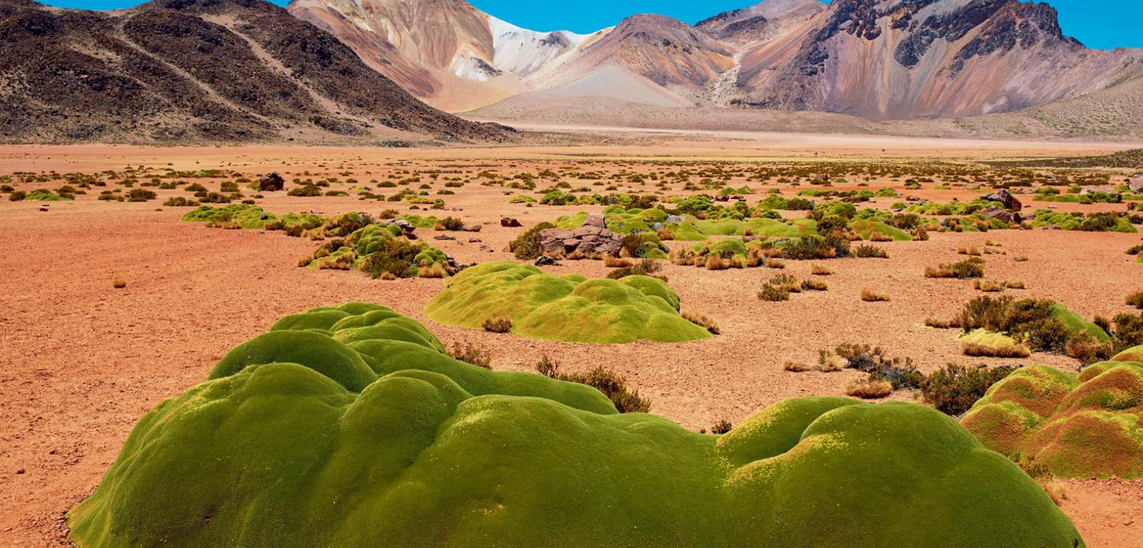 Laretie porastające pustynię Atakama (Chile).