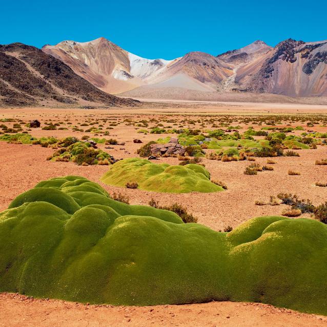 Laretie porastające pustynię Atakama (Chile).