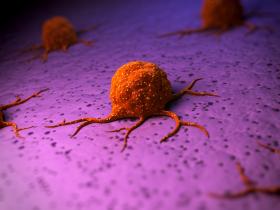 Asia wymyśliła, by w nanowłókna włożyć nanocząstki złota, do których podczepione są cząsteczki doksorubicyny. W ten sposób nanowłókna dostarczą lek, czyli tzw. chemię, bezpośrednio do tkanki nowotworowej.