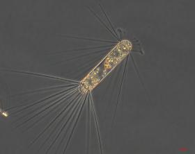 Okrzemek - część fitoplnaktonu, małych organizmów roślinnych, unoszących się blisko powierzchni oceanów. Użyźnianie fitoplanktonu związkami żelaza oczyszcza atmosferę z węgla. Zakwitły fitopklankton, z zaabsorbowanym węglem, tonie na głębokość ok. 1000 m.