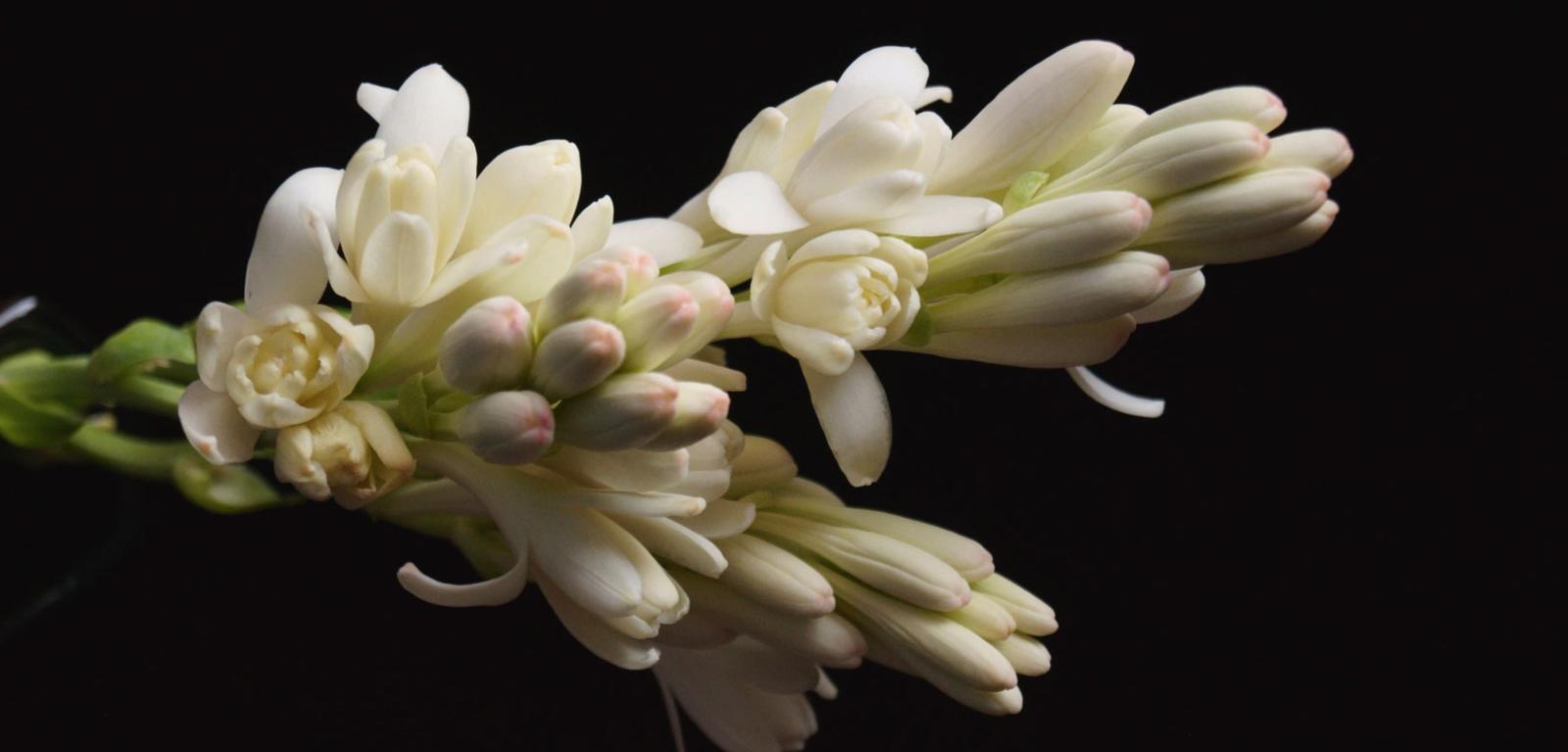 Uważa się, że wydzielany przez kwiaty tuberozy silny zapach zwiększa pożądliwość seksualną.
